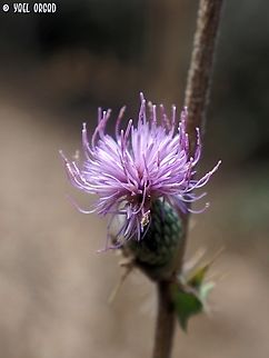Cirsium phyllocephalum  Cirsium phyllocephalum,Fall,Geotagged,Israel