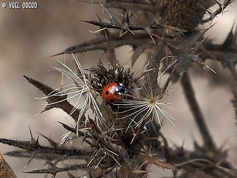Coccinella septempunctata on Cirsium phyllocephalum  Coccinella septempunctata,Fall,Geotagged,Israel,Seven-spotted Lady Beetle
