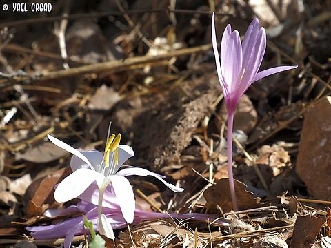 left: Colchicum troodi. right: Colchicum hierosolymitanum  Colchicum hierosolymitanum,Colchicum troodi,Fall,Geotagged,Israel