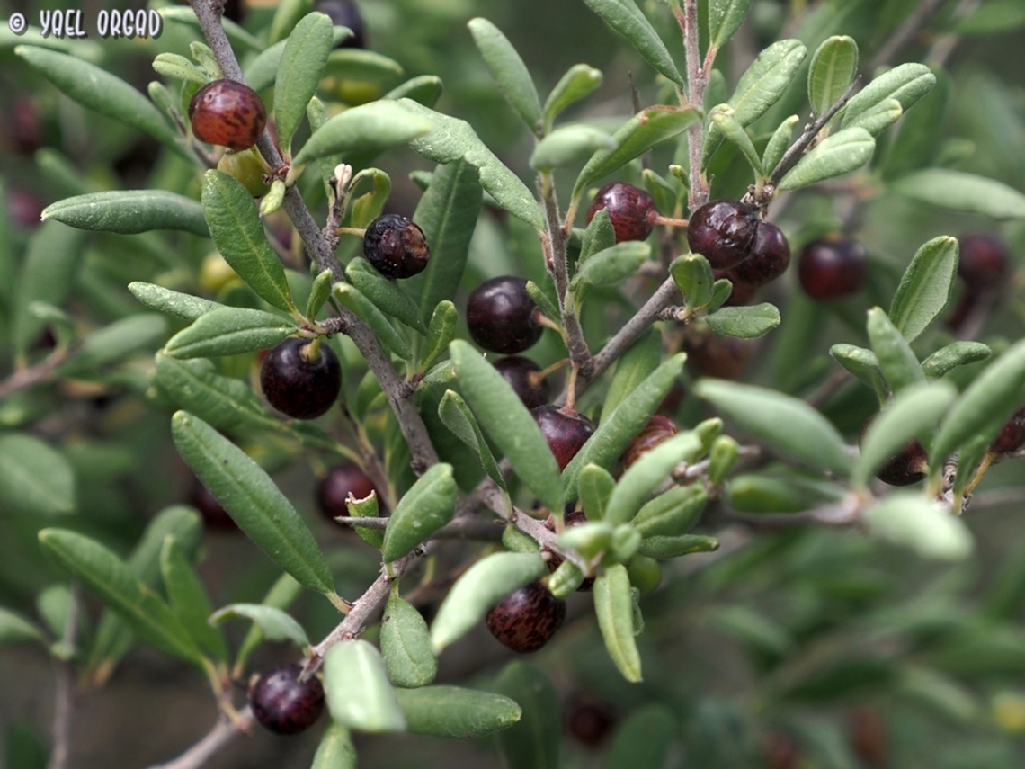 Rhamnus punctata  Fall,Geotagged,Israel,Rhamnus punctata