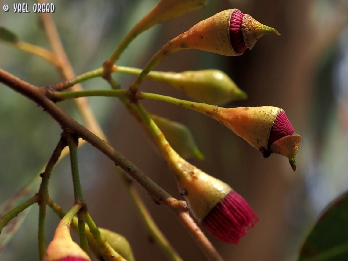 covered flowers The meaning of the name Eucalyptus is covered flower. <br />
In the Eucalyptus flower, the petals turned into a "lid" that covers the flower - called Operculum. it covers the stamens. here we can see an opening flower - the many stamens push the Operculum and drop it.<br />
pictured in "The Ornamental Farm" Botanic Garden Eucalyptus leucoxylon,Fall,Geotagged,Israel,Yellow gum