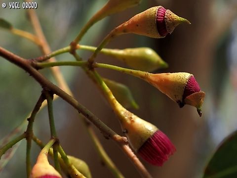 covered flowers The meaning of the name Eucalyptus is covered flower. 
In the Eucalyptus flower, the petals turned into a "lid" that covers the flower - called Operculum. it covers the stamens. here we can see an opening flower - the many stamens push the Operculum and drop it.
pictured in "The Ornamental Farm" Botanic Garden Eucalyptus leucoxylon,Fall,Geotagged,Israel,Yellow gum