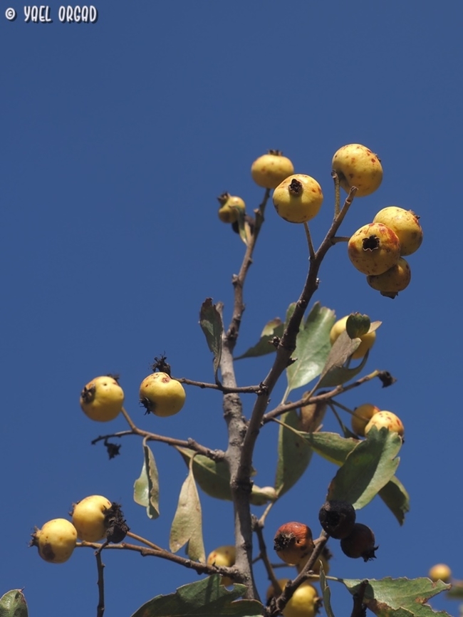 Crataegus azarolus var. aronia  Azarole,Crataegus azarolus,Fall,Geotagged