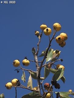 Crataegus azarolus var. aronia  Azarole,Crataegus azarolus,Fall,Geotagged
