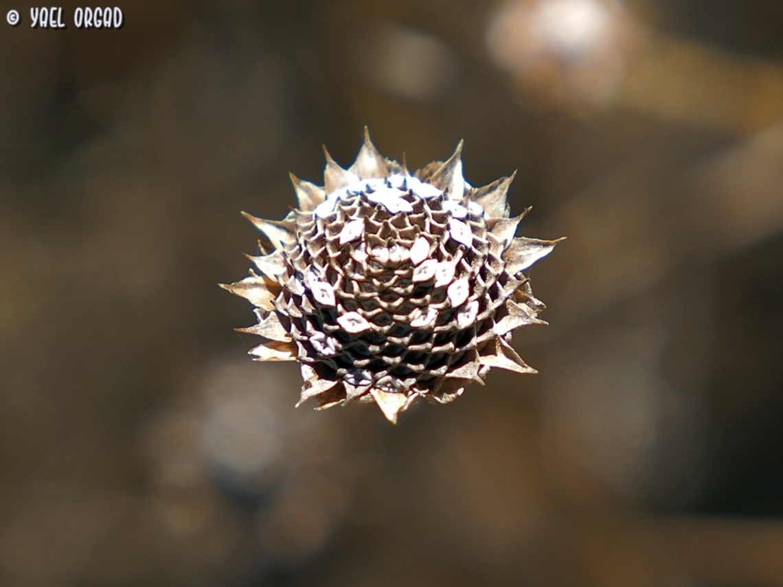 Cota palaestina  Cota palaestina