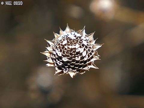 Cota palaestina  Cota palaestina