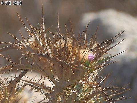 Picnomon acarna  Fall,Geotagged,Picnomon,Picnomon acarna