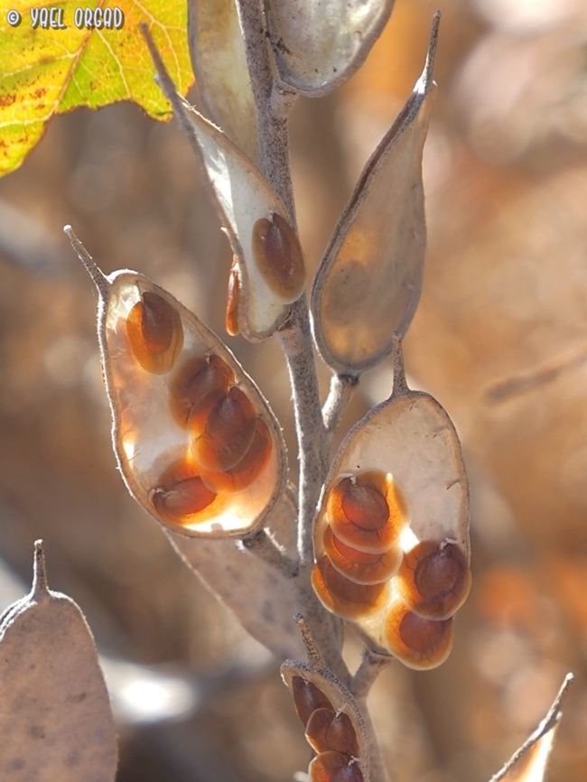 Fibigia clypeata  Fall,Fibigia clypeata,Geotagged