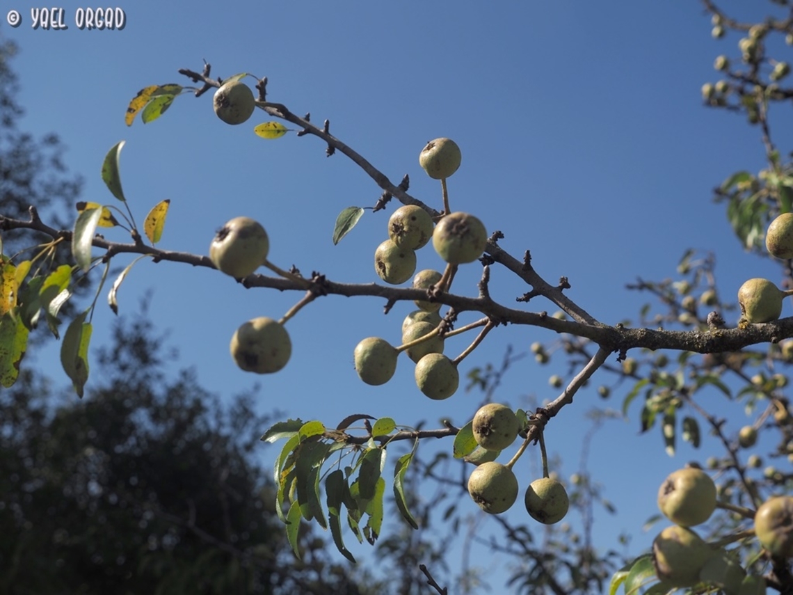 Pyrus syriaca  Fall,Geotagged,Pyrus syriaca,Syrian pear