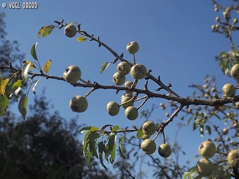 Pyrus syriaca  Fall,Geotagged,Pyrus syriaca,Syrian pear