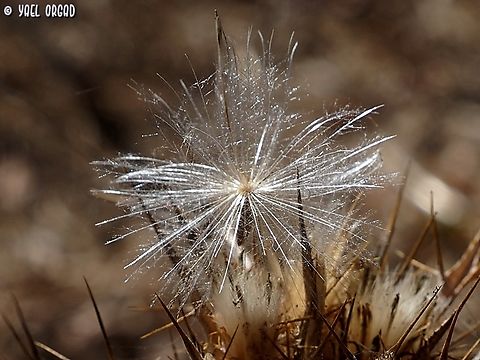 Picnomon acarna seed  Fall,Geotagged,Picnomon,Picnomon acarna