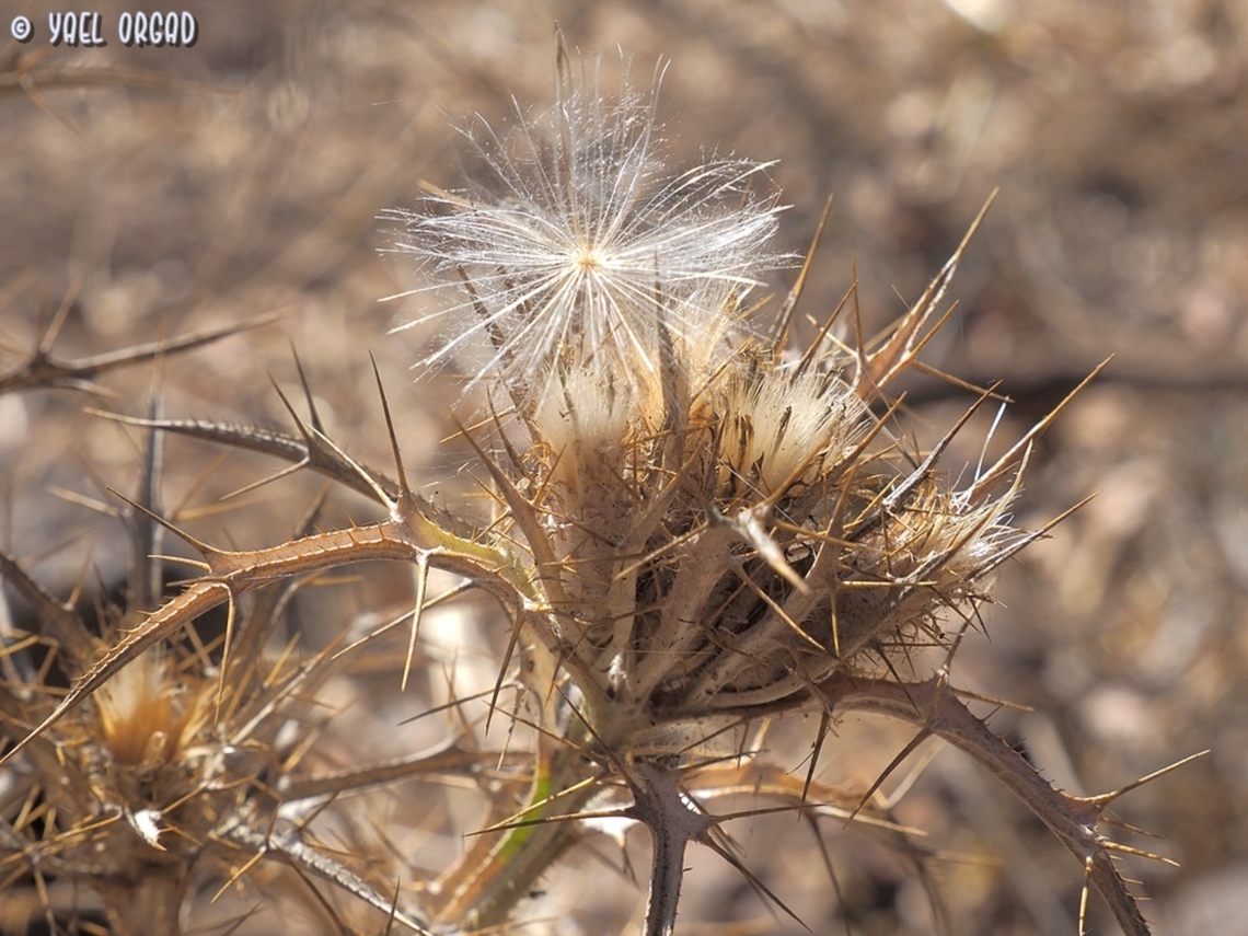 Picnomon acarna spreading seeds Picnomon,Picnomon acarna