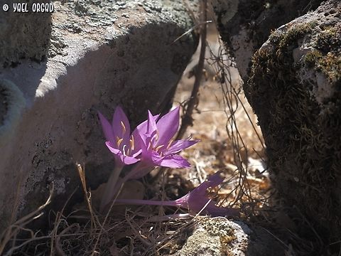 Colchicum feinbruniae  Colchicum feinbruniae,Fall,Geotagged