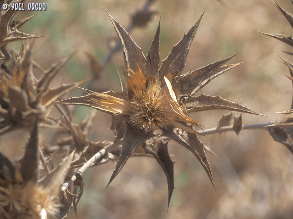 Carthamus glaucus  Carthamus glaucus