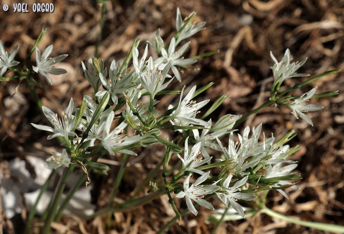 Vagaria parviflora  Fall,Geotagged,Vagaria parviflora