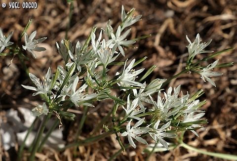Vagaria parviflora  Fall,Geotagged,Vagaria parviflora