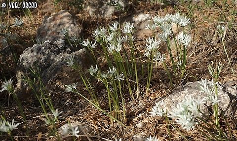 Vagaria parviflora  Fall,Geotagged,Vagaria parviflora