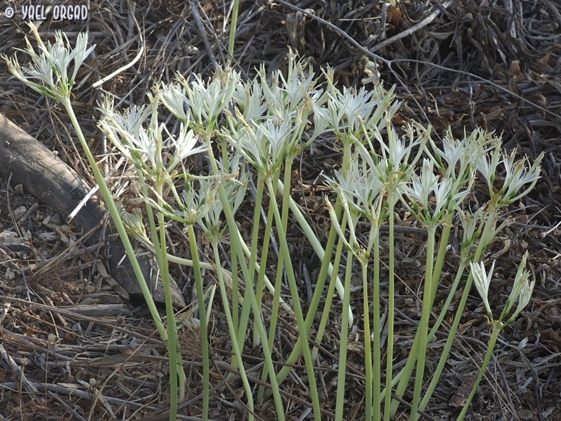 Vagaria parviflora  Fall,Geotagged,Vagaria parviflora