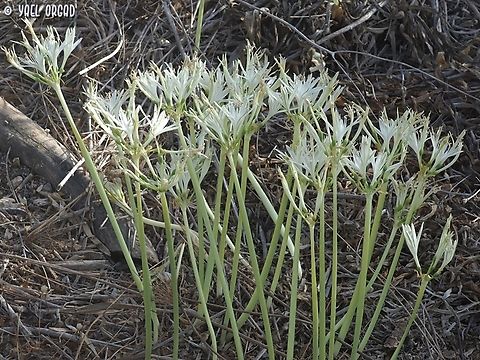 Vagaria parviflora  Fall,Geotagged,Vagaria parviflora