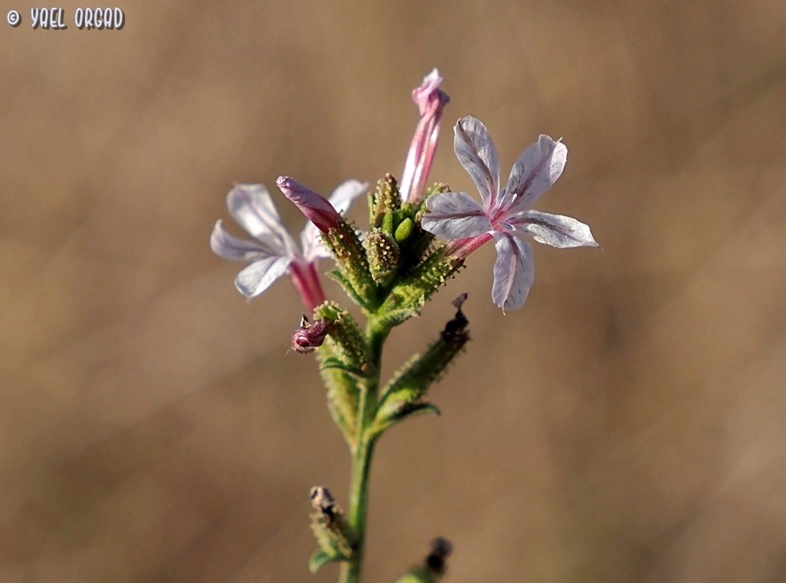Plumbago europaea  Common Leadwort,Fall,Geotagged,Plumbago europaea
