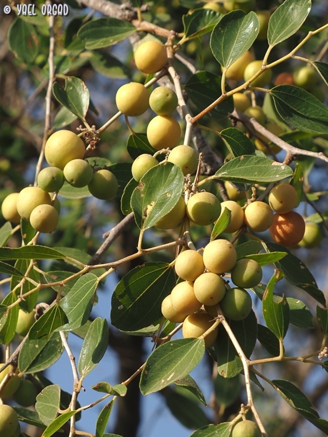 Ziziphus spina-christi  Christ's Thorn Jujube,Fall,Geotagged,Ziziphus spina-christi