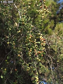 Ziziphus spina-christi  Christ's Thorn Jujube,Fall,Geotagged,Ziziphus spina-christi