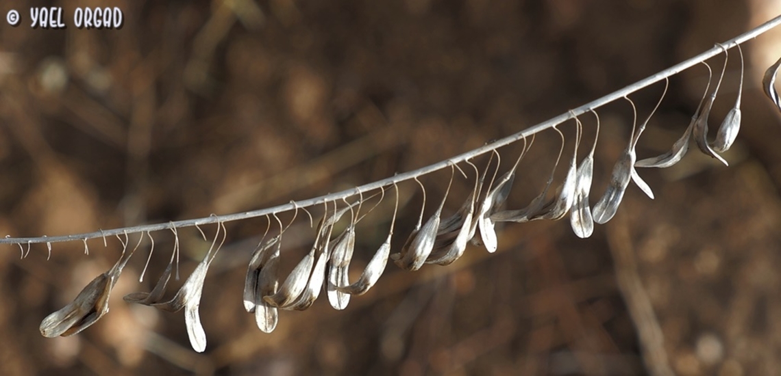 Isatis lusitanica  Fall,Geotagged,Isatis lusitanica,Israel