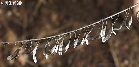 Isatis lusitanica  Fall,Geotagged,Isatis lusitanica,Israel