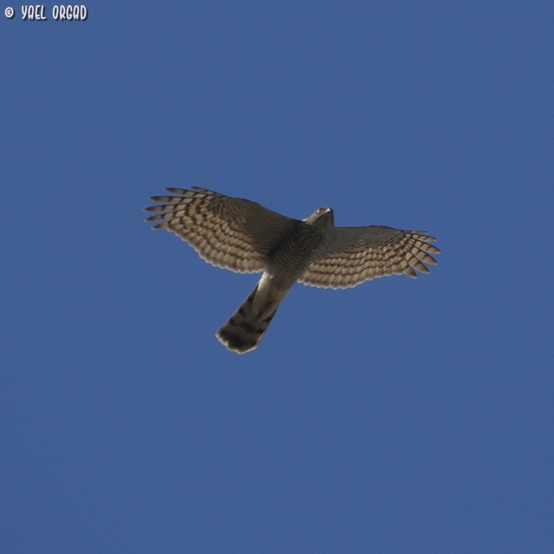 Eurasian Sparrowhawk  Accipiter nisus,Eurasian Sparrowhawk,Fall,Geotagged,Israel