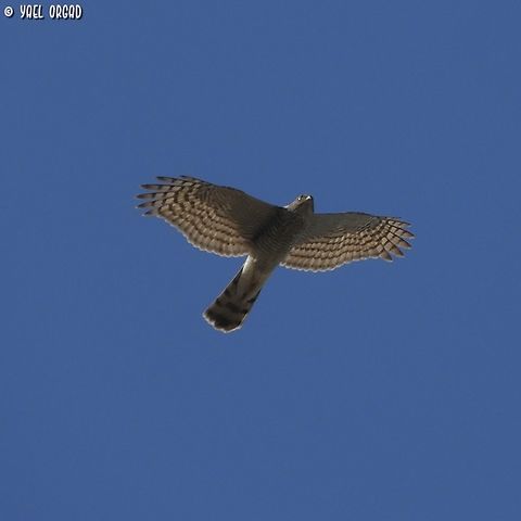 Eurasian Sparrowhawk  Accipiter nisus,Eurasian Sparrowhawk,Fall,Geotagged,Israel