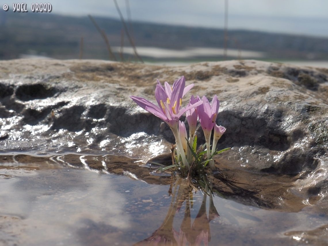 Colchicum stevenii  Colchicum  stevenii,Fall,Geotagged,Israel,Steven's meadow saffron