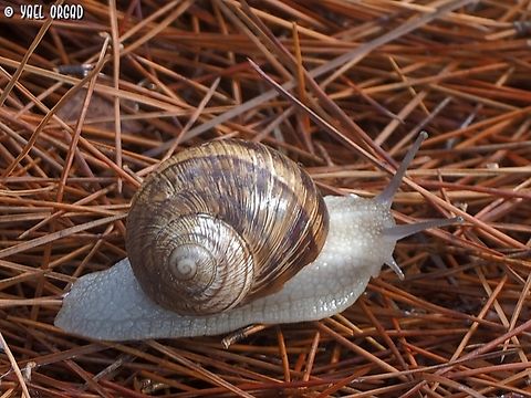 Field Snail  Fall,Geotagged,Helix engaddensis,Israel,Levantine Field Snail