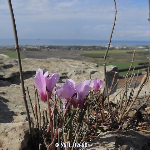 Cyclamen persicum var. autumnale  Cyclamen persicum,Fall,Geotagged,Israel,Persian cyclamen