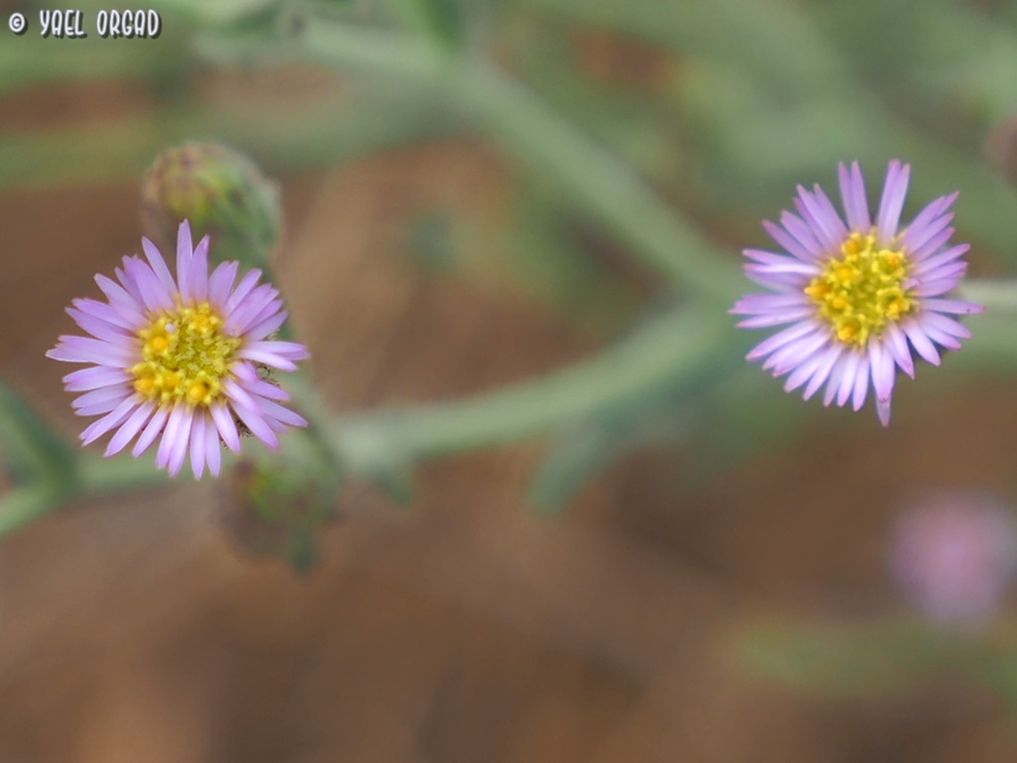 look at me, look into my eyes... Lachnophyllum noeanum Fall,Geotagged,Israel,Lachnophyllum noeanum