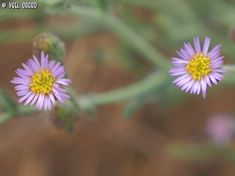 look at me, look into my eyes... Lachnophyllum noeanum Fall,Geotagged,Israel,Lachnophyllum noeanum