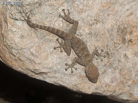 Ptyodactylus guttatus  Fall,Geotagged,Israel,Ptyodactylus guttatus,Sinai Fan-fingered Gecko
