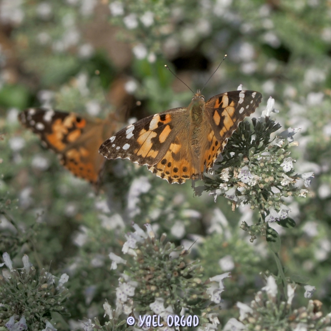 Painted Ladies (Vanessa cardui ) enjoying the nectar of Micromeria fruticosa.  Fall,Geotagged,Israel,Micromeria fruticosa,Painted Lady,Vanessa cardui
