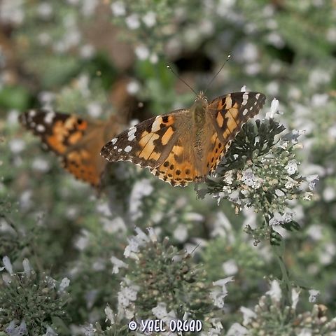 Painted Ladies (Vanessa cardui ) enjoying the nectar of Micromeria fruticosa.  Fall,Geotagged,Israel,Micromeria fruticosa,Painted Lady,Vanessa cardui
