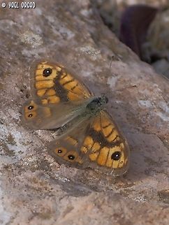 Lasiommata megera  Fall,Geotagged,Israel,Lasiommata megera,Wall Brown