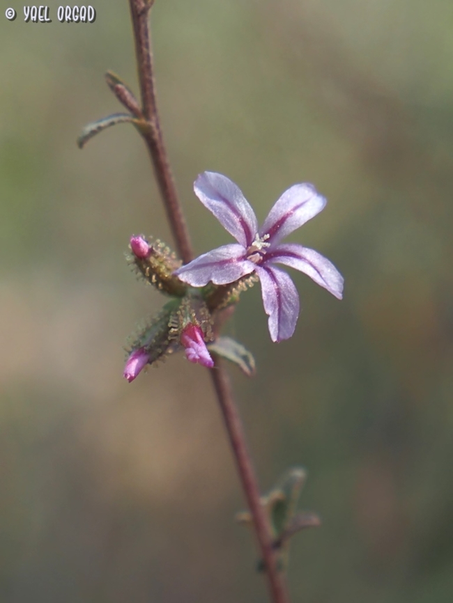Plumbago europaea  Common Leadwort,Fall,Geotagged,Israel,Plumbago europaea