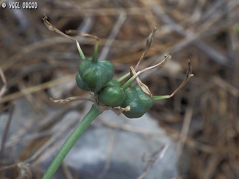 Vagaria parviflora - fruit  Fall,Geotagged,Israel,Vagaria parviflora