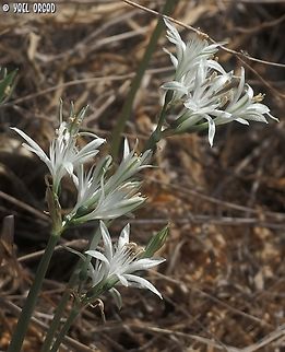Vagaria parviflora  Fall,Geotagged,Israel,Vagaria parviflora