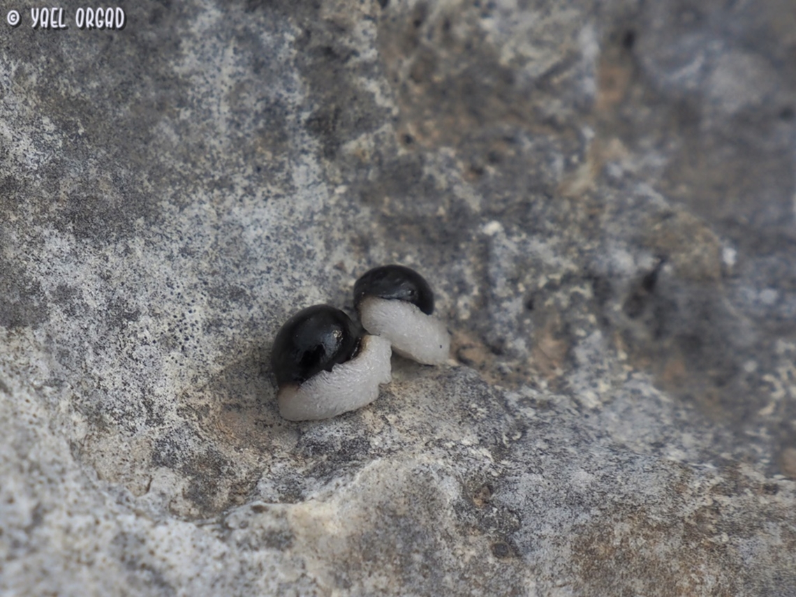 Vagaria parviflora - seeds the Vagaria parviflora seeds (like several other geophyte seeds) are covered with Elaiosome - fleshy structure that is attached to the seeds, rich in lipids and proteins. The elaiosomes attracts ants, which take the seed to their nest and feed the elaiosome to their larvae. Then the ants take the seed to their waste disposal area, which is rich in nutrients from the ant frass and dead bodies, and the seeds can germinate there. Elaiosome,Fall,Geotagged,Israel,Vagaria parviflora