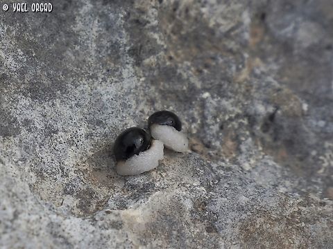 Vagaria parviflora - seeds the Vagaria parviflora seeds (like several other geophyte seeds) are covered with Elaiosome - fleshy structure that is attached to the seeds, rich in lipids and proteins. The elaiosomes attracts ants, which take the seed to their nest and feed the elaiosome to their larvae. Then the ants take the seed to their waste disposal area, which is rich in nutrients from the ant frass and dead bodies, and the seeds can germinate there. Elaiosome,Fall,Geotagged,Israel,Vagaria parviflora