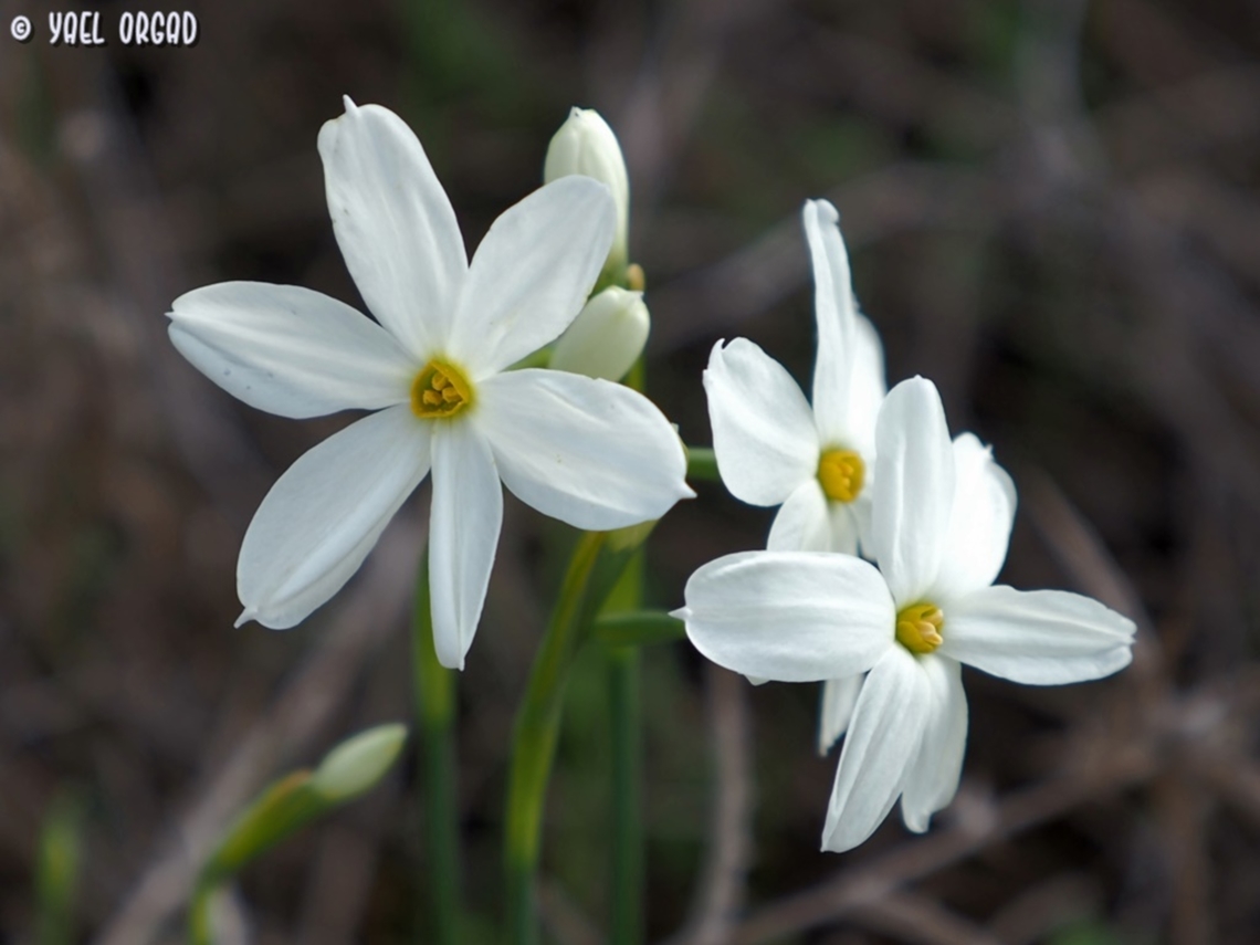 Narcissus deficiens the name was changed from N. obsoletus (which is now a synonym) to N. deficiens Fall,Geotagged,Israel,Narcissus deficiens,Narcissus obsoletus