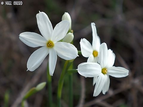 Narcissus deficiens the name was changed from N. obsoletus (which is now a synonym) to N. deficiens Fall,Geotagged,Israel,Narcissus deficiens,Narcissus obsoletus