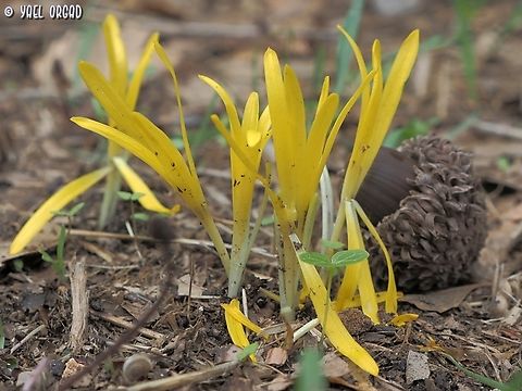 Sternbergia colchiciflora  Fall,Geotagged,Israel,Sternbergia colchiciflora