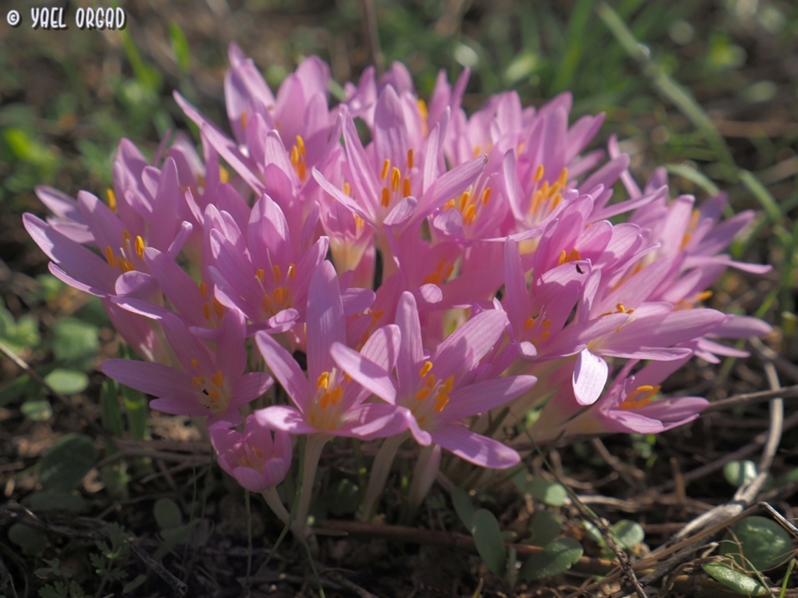 Colchicum stevenii  Colchicum  stevenii,Fall,Geotagged,Israel,Steven's meadow saffron