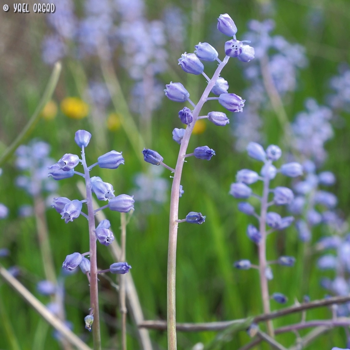 Muscari parviflorum  Autumn Grape-Hyacinth,Fall,Geotagged,Israel,Muscari parviflorum