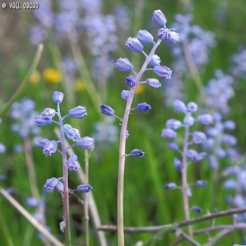 Muscari parviflorum  Autumn Grape-Hyacinth,Fall,Geotagged,Israel,Muscari parviflorum
